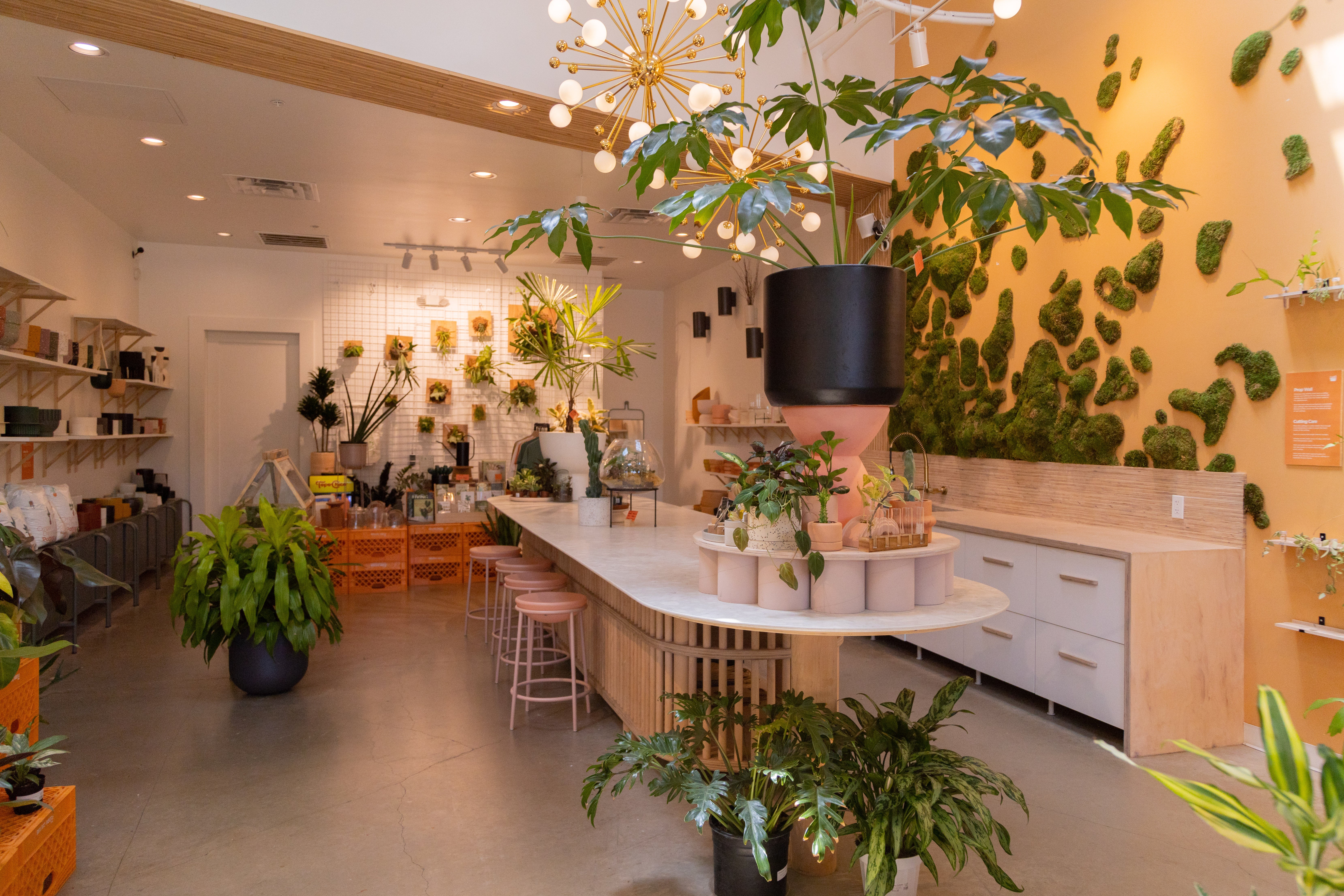 トランプ FLORA Home | The Flora Culture