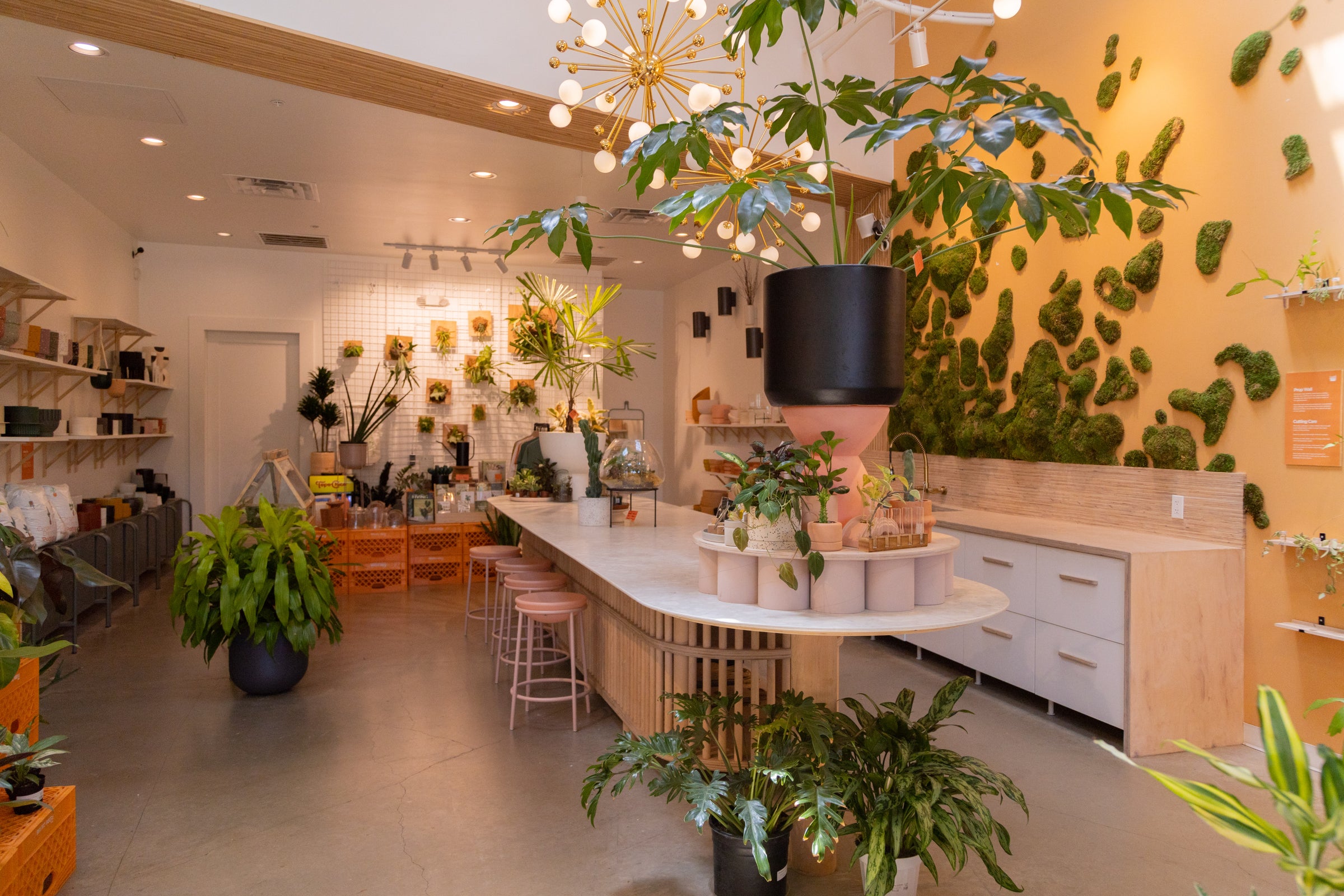 Home | The Flora Culture